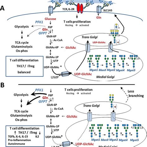 Galectin Lattice Regulates The Dynamics Of Hepatic Glucagon Receptor