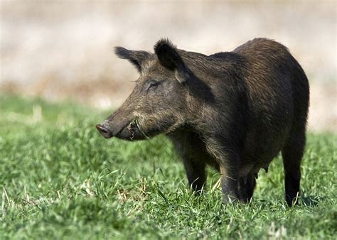 Wild Hogs Are More Than A Mere Nuisance Mississippi State University