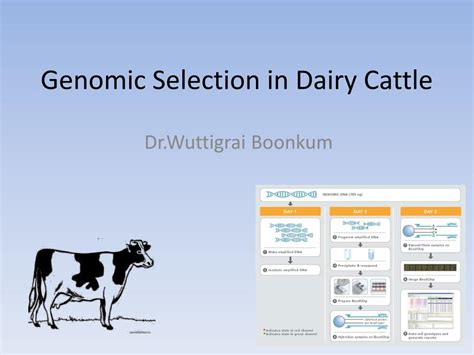 PPT Genomic Selection In Dairy Cattle PowerPoint Presentation Free