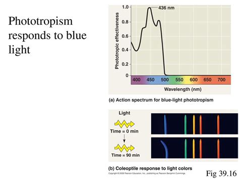 Action Spectrum Of Photosynthesis Ppt Download