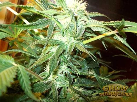 AK48 Seeds - Strain Review | Grow-Marijuana.com