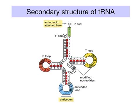 Trna Secondary Structure