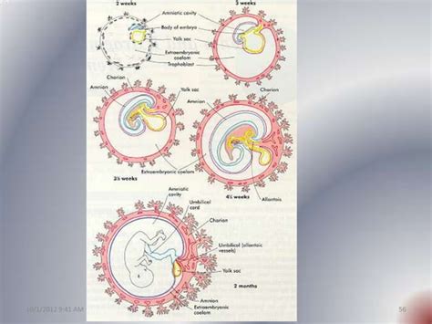 Placenta development