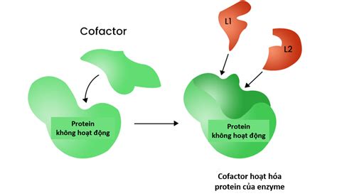 Kh I Ni M C U Tr C V C Ch Ho T Ng C A Enzyme