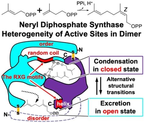 StructuralFunctional Correlations Between Unique Nterminal Region And