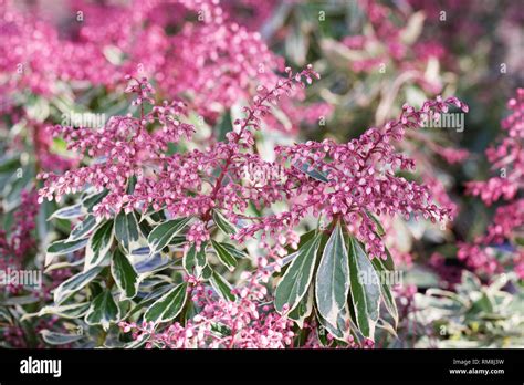 Pieris Japonica Banque De Photographies Et Dimages à Haute Résolution