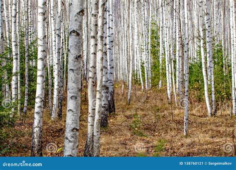 Birch Forest White Tree Trunks In Autumn Stock Image Image Of