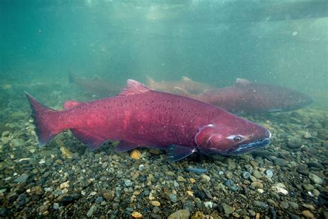 Young Salmon Found Refuge During Pnw Heatwave Flylords Mag