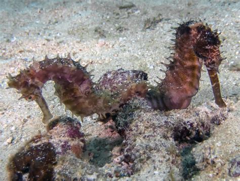 Apuesto a que no sabías estos datos sobre los caballitos de mar