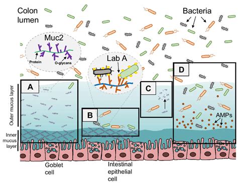 Interactions Between Mucin Type O Glycans And Intestinal Flora A The