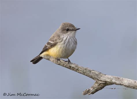 Ohio Birds And Biodiversity Nature Rare Sightings Still Bring A Thrill For Veteran Birder