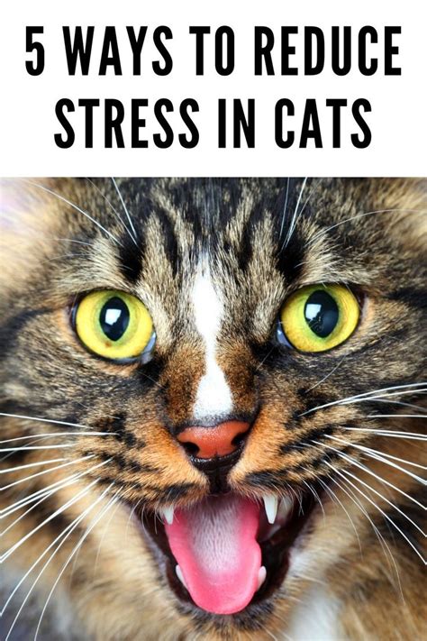 Ways To Reduce Stress In Cats Cats Ways To Reduce Stress Cat Hacks