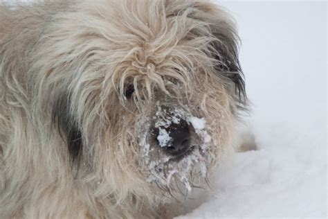 Como Ajudar Seu Cachorro A Sobreviver Aos Feriados De Ano Novo Proteja