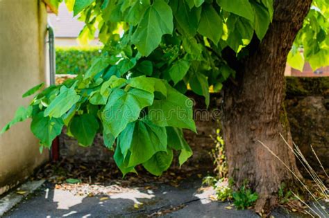 Catalpa Tree with Leaves, Catalpa Bignonioides, Catalpa Speciosa or ...