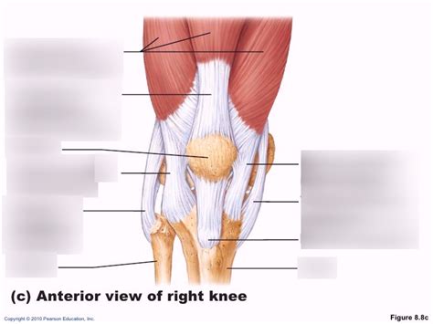 Anterior View Of Knee Diagram Quizlet