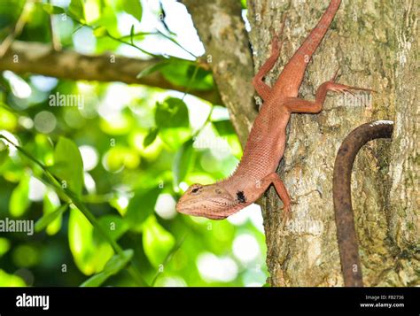 The red chameleon Stock Photo - Alamy