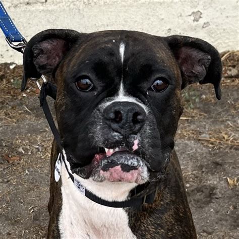 Muenster Boxer Rescue La