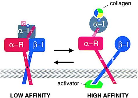 Structural Basis Of Collagen Recognition By Integrin Cell