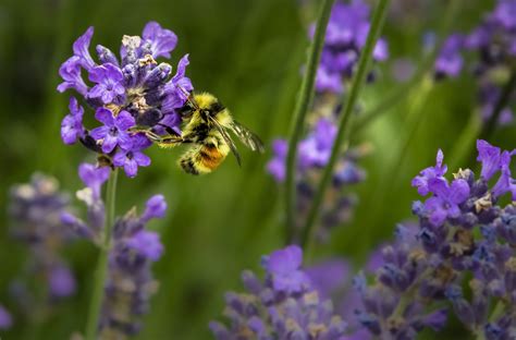 Free Images Nature Blossom Meadow Flower Bloom Pollen Herb