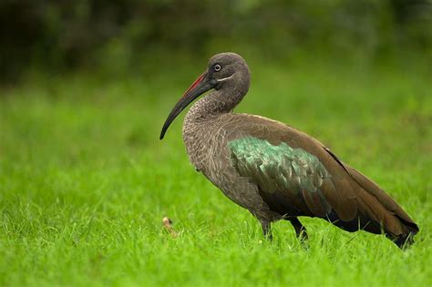 Bird Watching In Kigali City Rwanda Gorilla Safaris