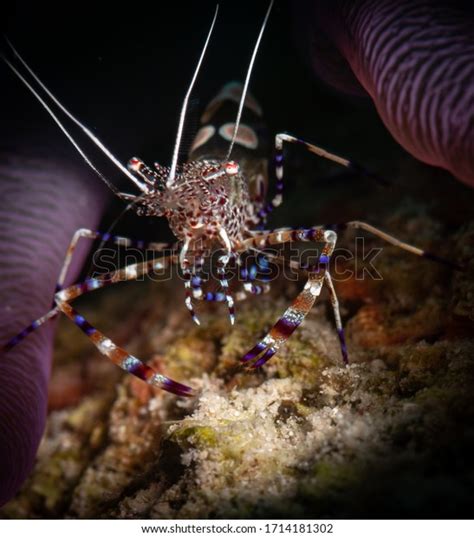 Spotted Cleaner Shrimp Periclimenes Yucatanicus Anenome Stock Photo