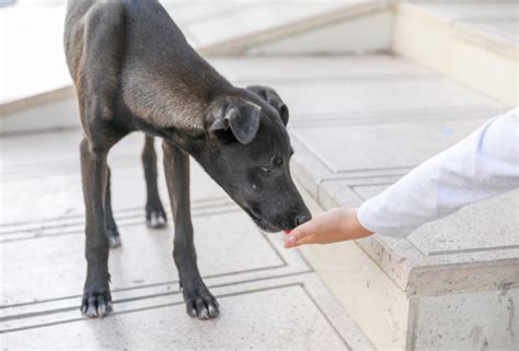 how to get a skinny dog to gain weight