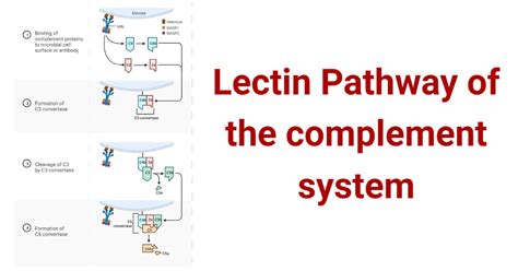 Lectin Pathway Of The Complement System