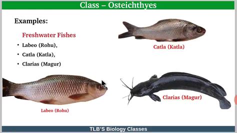 Class Osteichthyes Labeo