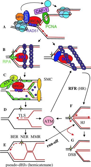 A Model For The BRCA2 RAD51 Pathway In The Response To Stalled Forks