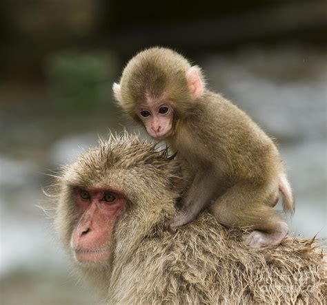 Snow Monkeys Japan Photograph by John Shaw - Pixels