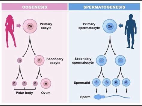 Embryology Lecture Pre Fertilization Events Youtube