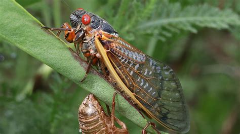 Everything You Need To Know About Periodical Cicadas