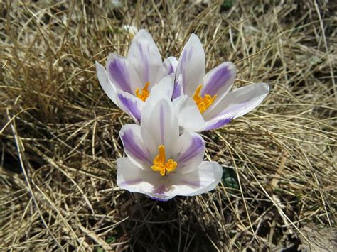 Frühlings Krokus Crocus albiflorus Fotos hikr org