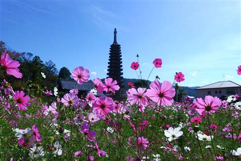 一度は見ておきたい重要文化財シリーズ・奈良の旅編・その7 お墓きわめびとの会