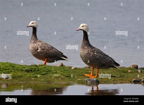 Emperor Goose Pair Hi Res Stock Photography And Images Alamy