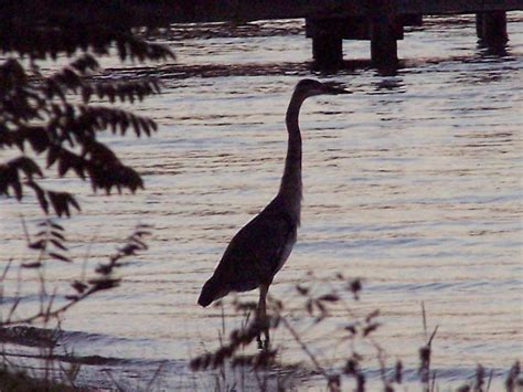 The Coltons Point Times: St.Clements Island Maryland Colonial History ...