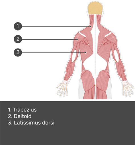 Quadratus Lumborum Muscle Getbodysmart