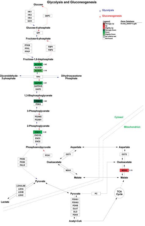 Glycolysis And Gluconeogenesis Pathway Lfo Vs Hfo Download