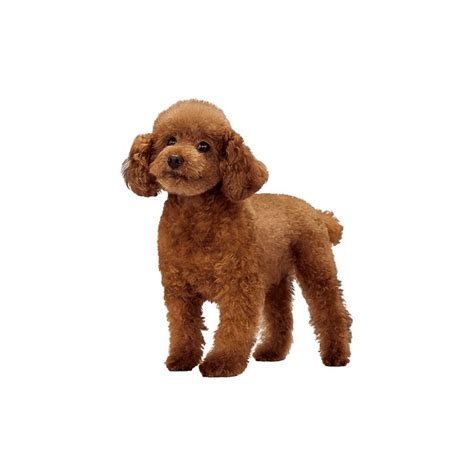 Goldendoodle PNG Images Transparent HD Photo Clipart