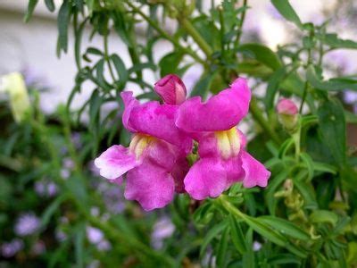 Annual Flowers Zone 9 - Garden Plant