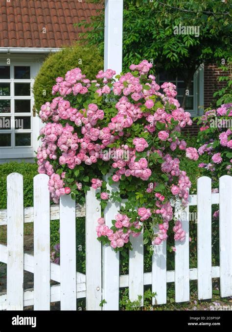 Rambler Rose Rosa Raubritter Rambler Rose Pink Raubritter Stock Photo