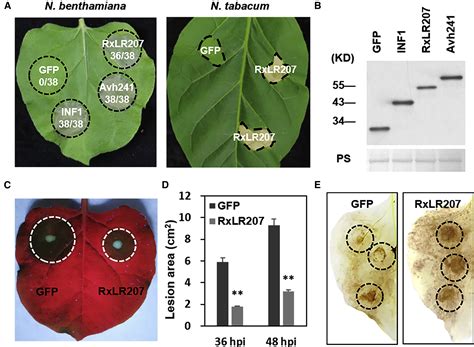 A Phytophthora Capsici Effector Targets Acd11 Binding Partners That Regulate Ros Mediated