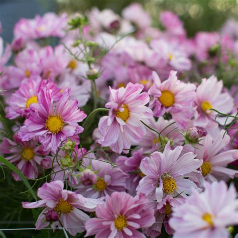 Cosmos Rosetta Floret Flowers