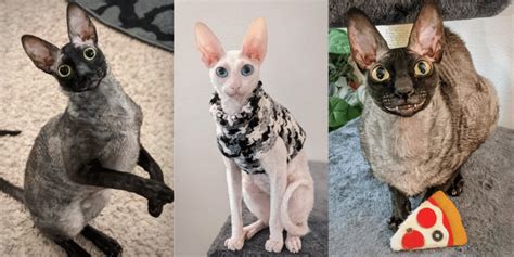 Meet Pixel And Sophie A Goofy Pair Of Cornish Rex Kitty Cats