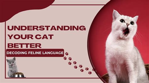 Guide On HOW TO UNDERSTAND YOUR CAT BETTER Feline Language YouTube