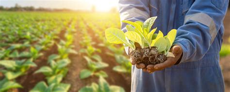 “agricultura Sostenible Más Que Una Tendencia”