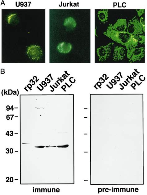 Immunofluorescence Staining And Immunoblot Analysis Of U937 Cells