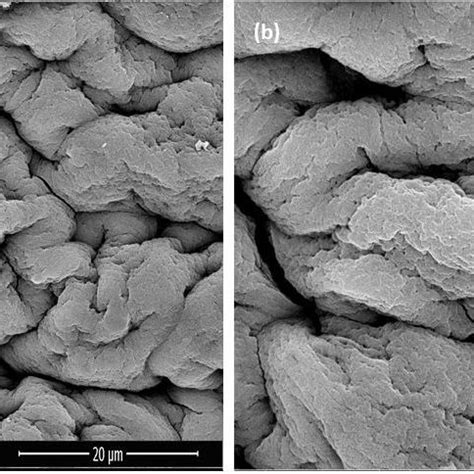 SEM Micrographs Of Ca Alginate Hydrogels At Different Magnifications