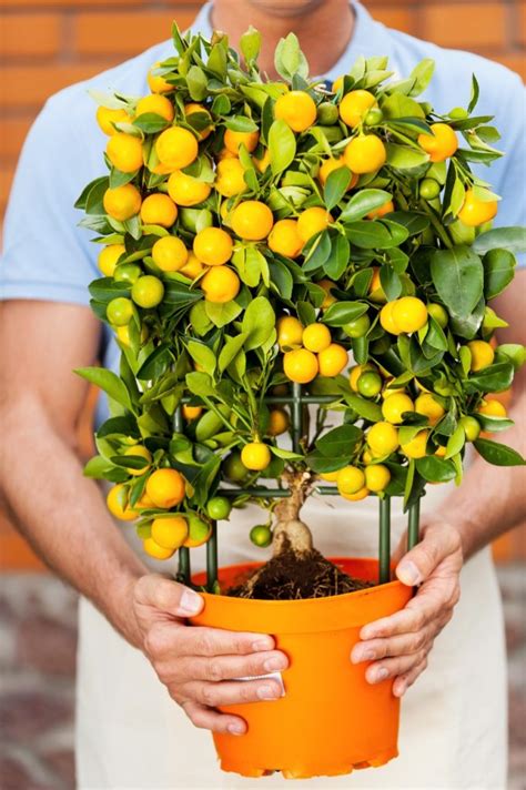 Rvores Frut Feras Quais As Melhores Op Es E Como Cultivar