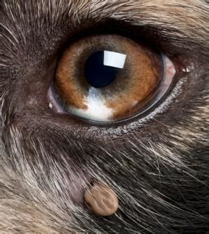 Dog Skin Parasites - Paperblog